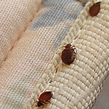 Allied Pest Solutions - Bed Bugs - Pest Control Near Me - Gilbert, Arizona Allied Pest Solutions - Bed Bugs - Pest Control Near Me - Gilbert, Arizona