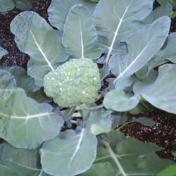 The Edible Gardening Gal - Broccoli.