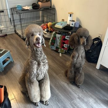 Mishka Grooming - My poodles beautifully groomed - Pet Groomers Near Me - Beverly Hills, California Mishka Grooming - My poodles beautifully groomed - Pet Groomers Near Me - Beverly Hills, California