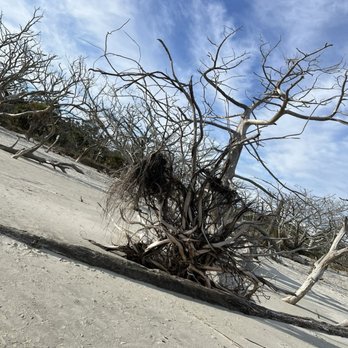 Driftwood Beach - Beaches Near Me - Jekyll Island, Georgia Driftwood Beach - Beaches Near Me - Jekyll Island, Georgia
