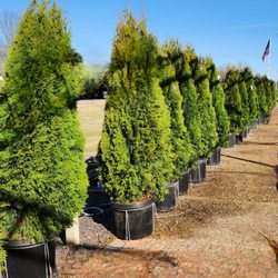 Shadycreek Nursery & Garden