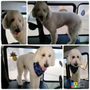 Photo of Leos Mobile Pet Grooming