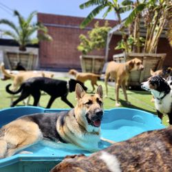 West LA Dogs- Big Dog Building - Summer days in the doggie pool