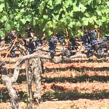 Stag's Leap Wine Cellars - Wine Tours Near Me - Napa, California