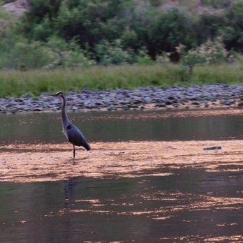 Wilderness River Adventures - Heron - Boat Tours Near Me - Page, Arizona Wilderness River Adventures - Heron - Boat Tours Near Me - Page, Arizona