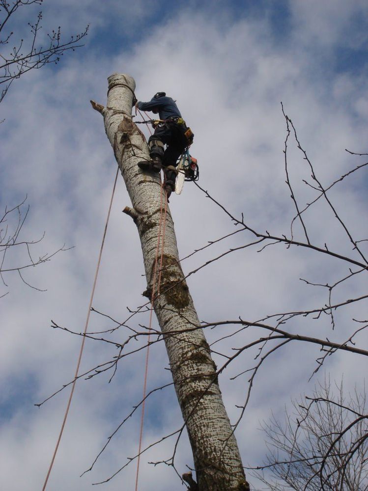 Stephenson Tree Care - tree service in Madison, WI