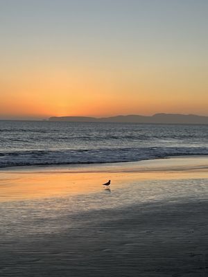Limantour Beach by null