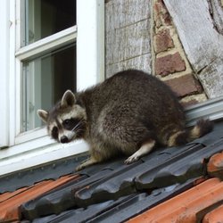 Get Smart Rat Solutions - Raccoon eviction from home