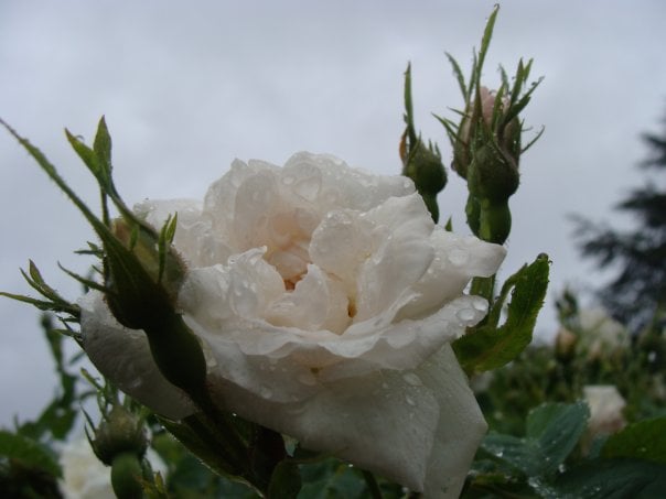 Rosenhaven ved Landbohøjskolen