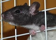 Rodent Control Services - Rodents are serious nuisances; they spread disease, contaminate food, and damage property. Oftentimes, to control them, you need more than a DIY solution.​ ​That’s when you turn to the best in the business. Assurance Pest Control can deter any type of rodent and keep your home or office space protected.

Founded in 1995, we specialize in​ rodent control ​in ​San Diego, CA​. We use safe and effective methods to remove mice, rats, gophers, and more from residential and commercial properties. We use registered rodenticides.

Our dedication and competitive pricing set us apart. We make sure you won’t have any more encounters with pesky critters. Our technician will:

Thoroughly investigate your property
Use Federal EPA and California EPA-registered rodenticides
Identify and seal off any possible entry points
Create a comprehensive report describing our treatment process as well as prevention tips
Just a few of the types of rodents we’ve removed from properties include:

House mice
Roof rats
Norway rats
Gophers
And more!
Don’t handle rodents alone—the best thing you can do is call a professional who will keep them out for good. Not only can rodents carry bacteria and viruses, they reproduce at a rapid rate; contacting us as soon as you see rodents ensures we can tackle the problem before you see a massive infestation.

We do the job right the first time. If you want to book reputable​ rodent control services ​in the ​San Diego​ area, look no further than Assurance Pest Control. Call us today at 619-200-4505 to schedule your rodent control services.