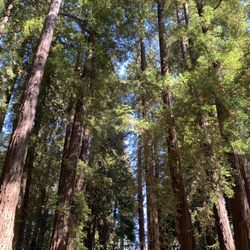 Dolliver Park - Beautiful Redwoods