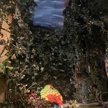 Rainforest Cafe - American Near Me - San Antonio, Texas Rainforest Cafe - American Near Me - San Antonio, Texas