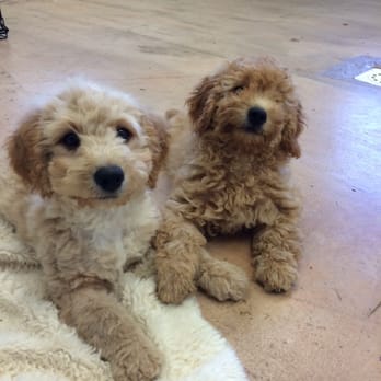 Siess Ranch - Pet Breeders Near Me - Seneca, Kansas