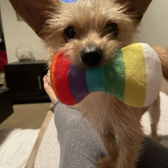 VIDA Rescue - Peanut our 1 year old rescue from Vida - Community Service/Non-Profit Near Me - Rowland Heights, California VIDA Rescue - Peanut our 1 year old rescue from Vida - Community Service/Non-Profit Near Me - Rowland Heights, California