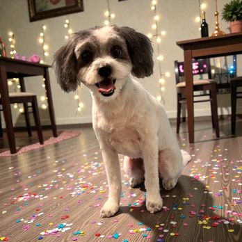 Bark N' Bubbles - New year, new shine! Start 2026 with clean coats and happy pups. Book your dog's first groom of the year with Bark N' Bubbles. - Pet Groomers Near Me - Vail, Arizona Bark N' Bubbles - New year, new shine! Start 2026 with clean coats and happy pups. Book your dog's first groom of the year with Bark N' Bubbles. - Pet Groomers Near Me - Vail, Arizona