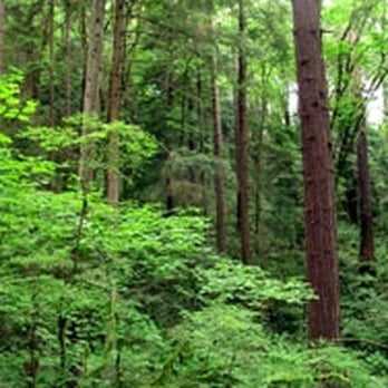 Forest Park - Parks Near Me - Portland, Oregon