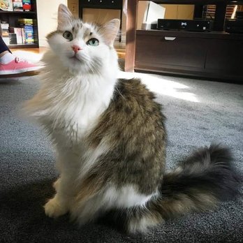 Saved Whiskers Rescue Organization - My gorgeous boy came from Saved Whiskers! - Animal Shelters Near Me Saved Whiskers Rescue Organization - My gorgeous boy came from Saved Whiskers! - Animal Shelters Near Me