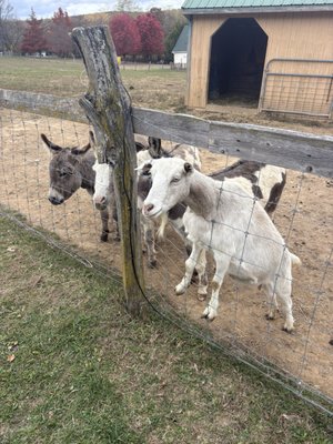 Valley Shepherd Creamery by null