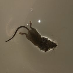 Edgewood Motel - Horrible too many mice too much ants