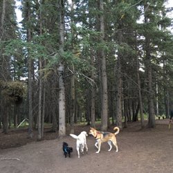Banff Off-Leash Dog Park
