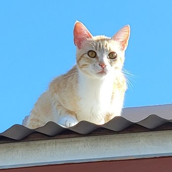 Rancho Milagro Bed & Breakfast - Ranch kitten - Bed & Breakfast Near Me - Elgin, Arizona