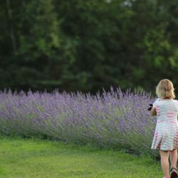 Spring Creek Lavender Farm - Lavender Field