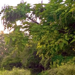 Waterloo Mills Preserve - Waterloo Mills Preserve-- Catapala tree (I think) - Hiking Near Me - Devon, Pennsylvania