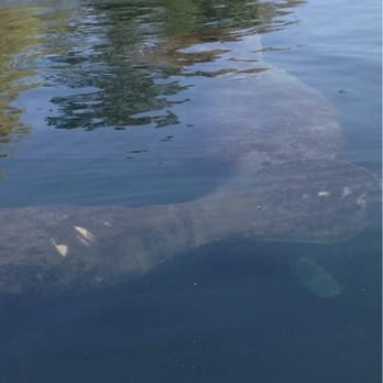 Florida Manatee Adventures - Awesome!! - Tours Near Me - Crystal River, Florida