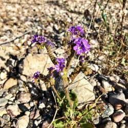 St. Thomas Site Loop Trail - Purple Phacelia @ St. Thomas Site Loop Trail - 4/21/18