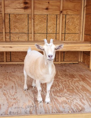 Lost Coyote Restaurant by null