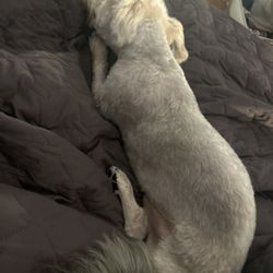 Doggie Style Pets