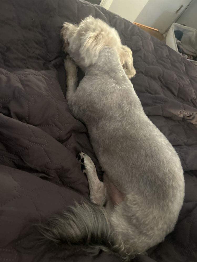 Doggie Style Pets Image