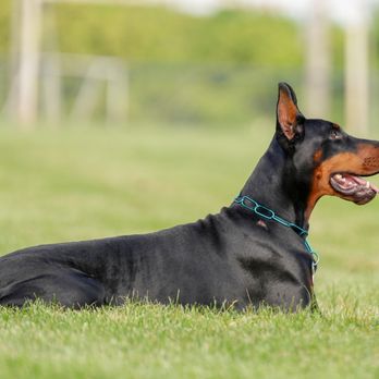 Executive Order Dobermans - Pet Breeders Near Me Executive Order Dobermans - Pet Breeders Near Me