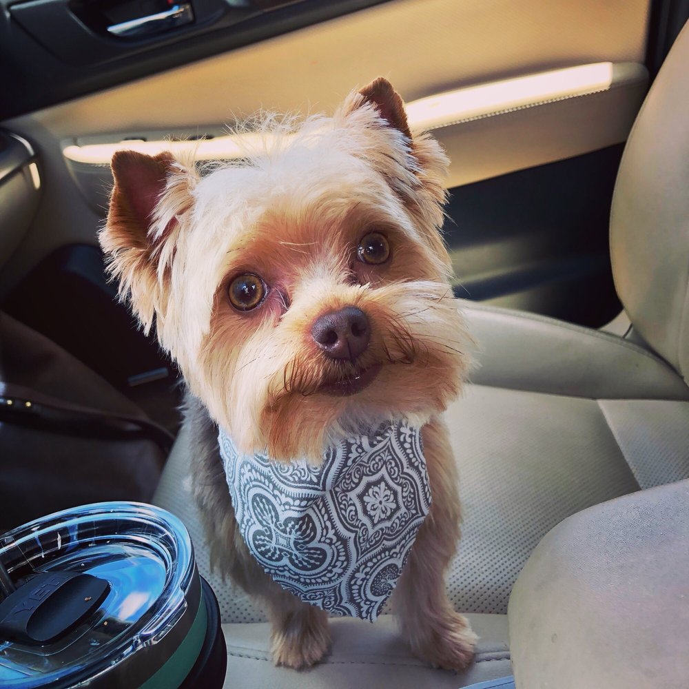 DIRTY DOGS GROOMING Updated September 2024 481 W Hwy 105, Monument