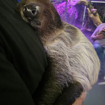 SLOTH ENCOUNTERS - Updated January 2025 - 83 Photos - 551 Veterans