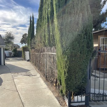 HandyMaestro - Before tree removal. - Fences & Gates Near Me - Monterey Park, California