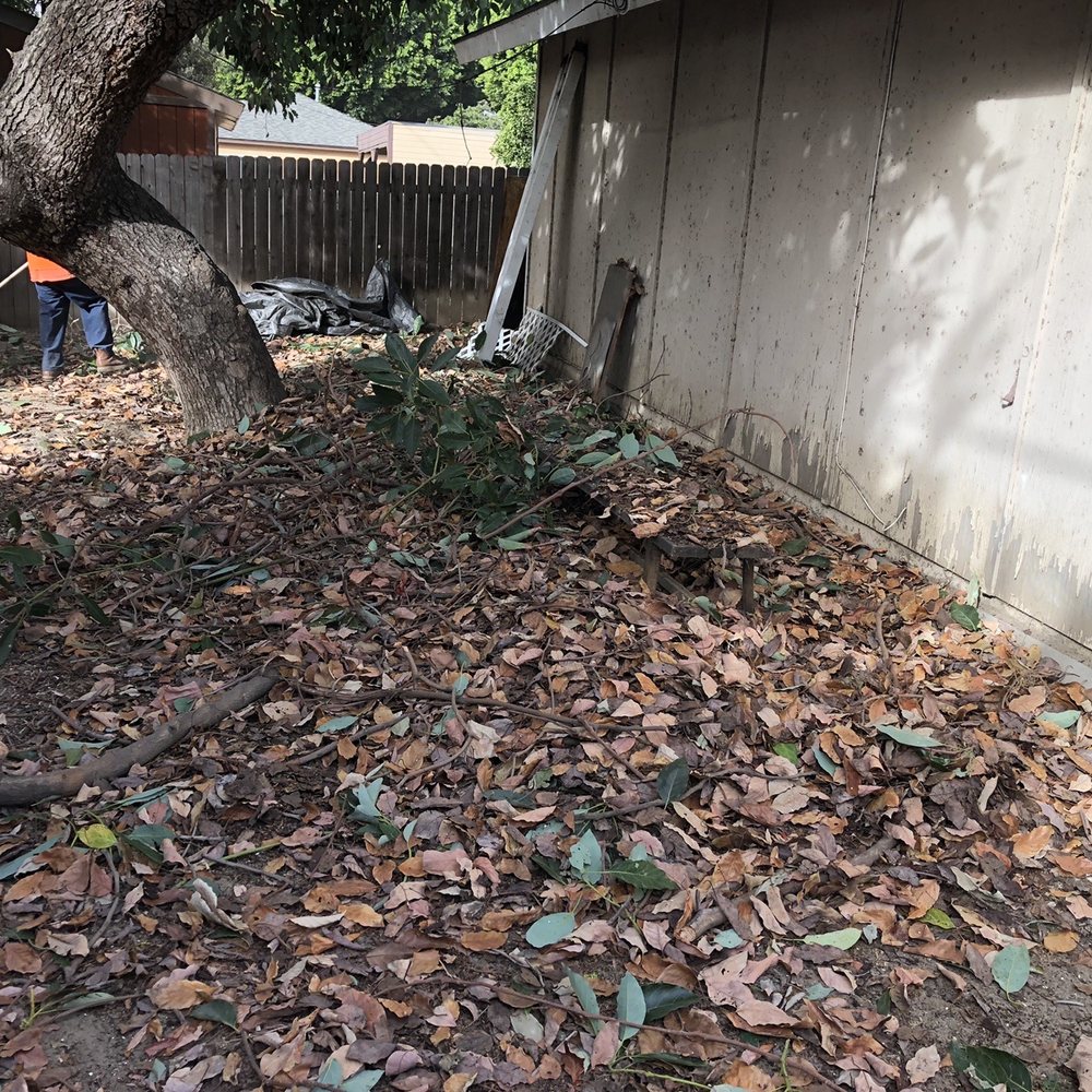 Top Unit Tree Service - All the leaves that were piled on garage roof - Tree Services Near Me - Norwalk, California Top Unit Tree Service - All the leaves that were piled on garage roof - Tree Services Near Me - Norwalk, California