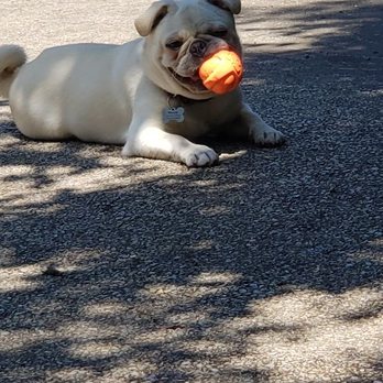 Every Single Day - Pet Training Near Me