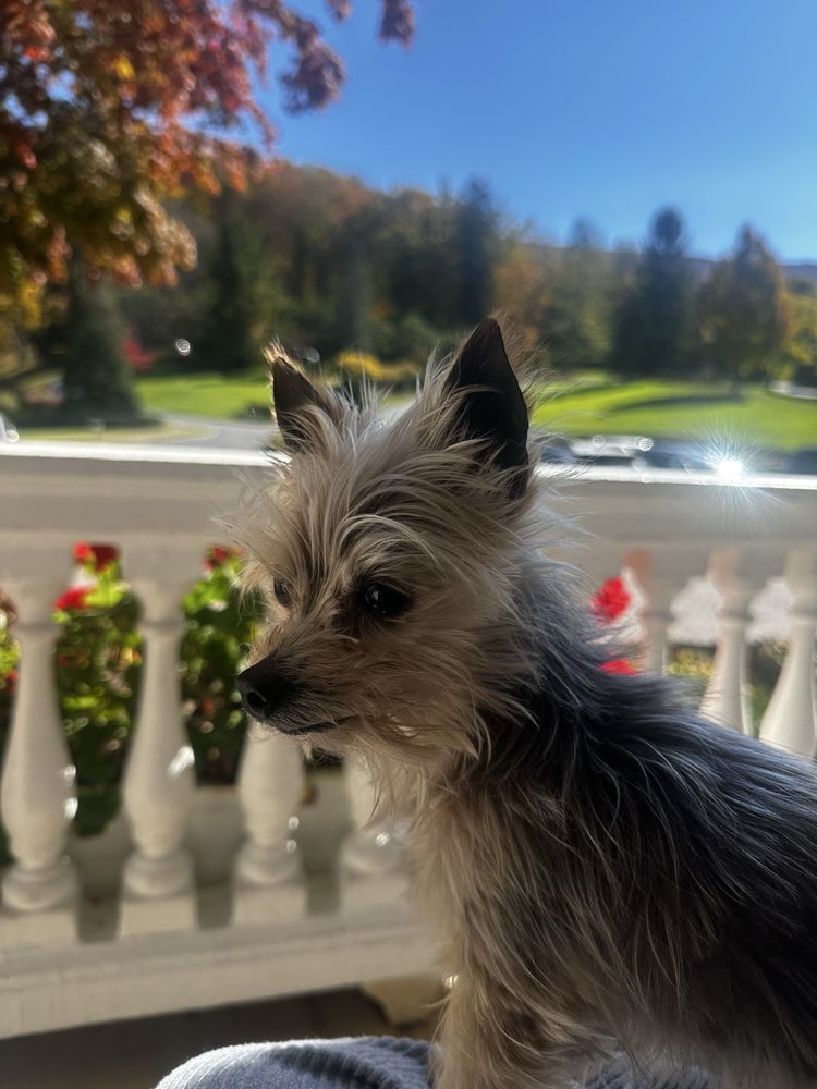 Martha's Market Logo