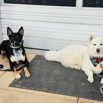 Inclined Canine Academy - In a down stay with distractions out in downtown Morgan Hill - Pet Training Near Me - Morgan Hill, California Inclined Canine Academy - In a down stay with distractions out in downtown Morgan Hill - Pet Training Near Me - Morgan Hill, California