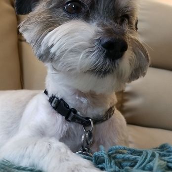 Paws and Jaws - My baby loved his haircut. - Pet Groomers Near Me - Hesperia, California Paws and Jaws - My baby loved his haircut. - Pet Groomers Near Me - Hesperia, California