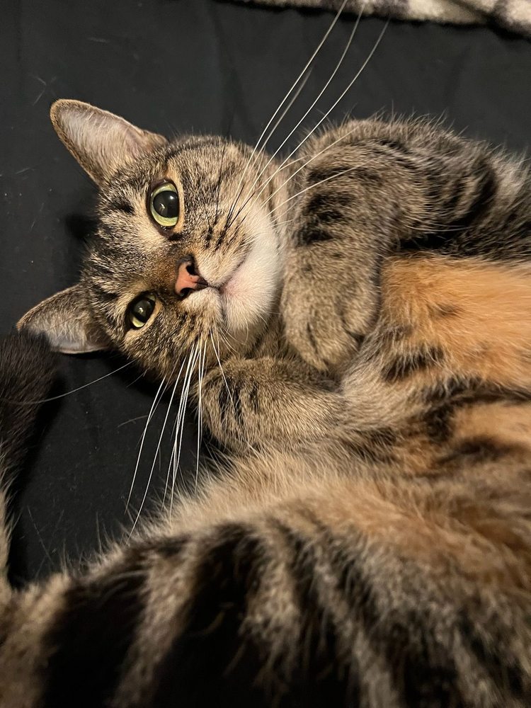 MEOWTEL JUST FOR CATS Updated October 2024 31 Photos & 135