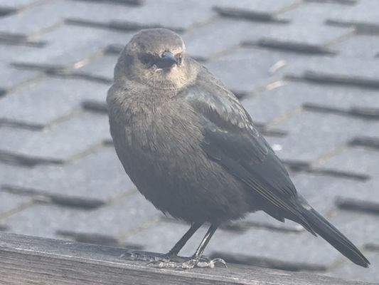 Tunnel Creek Café by null