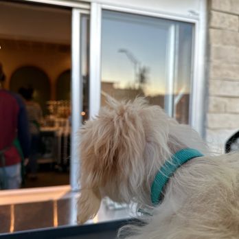 Starbucks - a white dog looking out a window - Coffee & Tea Near Me - Kansas City, Missouri Starbucks - a white dog looking out a window - Coffee & Tea Near Me - Kansas City, Missouri