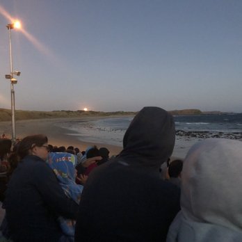 Phillip Island Penguin Parade - Parks Near Me - Summerlands, VIC