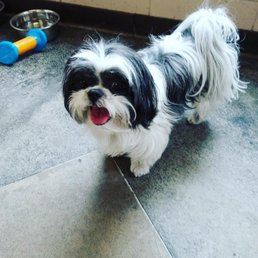 My first fur baby CC My first fur baby CC