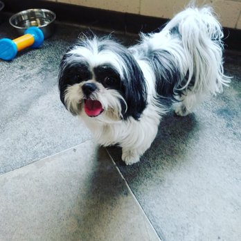 County Line Veterinary Clinic - My first fur baby CC - Veterinarians Near Me - New Braunfels, Texas County Line Veterinary Clinic - My first fur baby CC - Veterinarians Near Me - New Braunfels, Texas