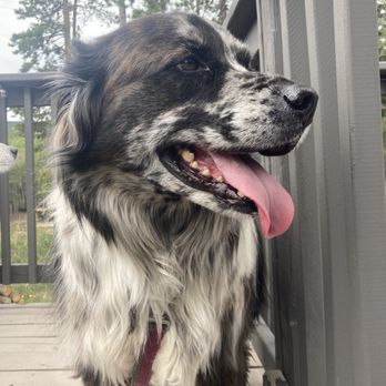 Rock Star Pets - Pet Sitting Near Me