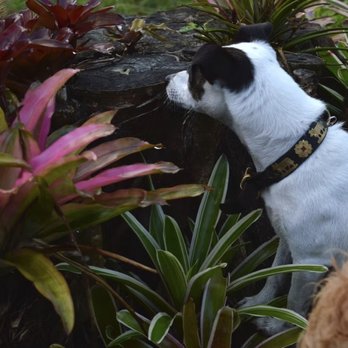 Canine 101 Ranch - Pet Transportation Near Me - Homestead, Florida