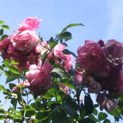 Gartenbau Arthur Markworth